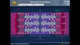 Istologia 19  Muscolare parte 1 [upl. by Kirred]