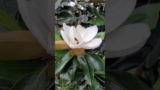 Little Gem Magnolia howtogrowlotusathome gardern landscape landscaping [upl. by Drusus305]