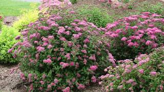 Pruning Spiraea in Early Spring [upl. by Yrtsed60]