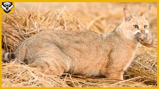 QUANDO O GATO SELVAGEM SAI PARA CAÇAR ISSO ACONTECE ANIMAIS SELVAGENS [upl. by Illoh5]