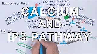 Calcium amp IP3 Pathway [upl. by Tiras686]