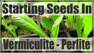 Starting Seeds Under Vermiculite  Perlite [upl. by Ramona31]