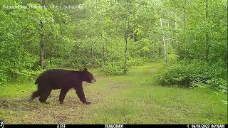 Overrun By Predators  Year Long Trail Camera Videos In Chronological Order  2023 [upl. by Floyd]