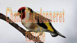 Chant Chardonneret de tunisie [upl. by Yerocaj]