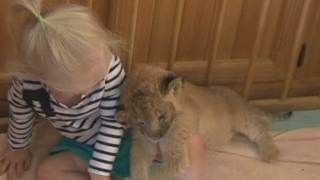 TODDLERS PET LION Cub shares play pen with 3yrold [upl. by Hazeefah559]