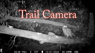 Trail Camera Adventure Episode 13 [upl. by Davy297]