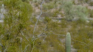 Desert Plants Creosote [upl. by Hamlani218]