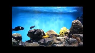 Tanganyika Biotope Tank Update 7 Months [upl. by Trinl]