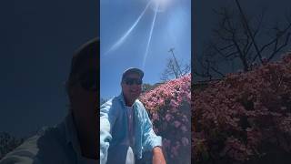 Blooming Pink Rhaphiolepis Indian Hawthorn in Orange County California shorts [upl. by Minier7]