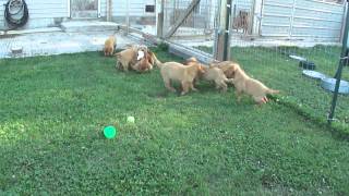 Fox Red Labrador Puppies [upl. by Judy]