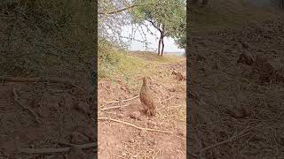 Tetar ki awaz teetar ki awaz tetarkiawaz bird viralvideo viralshorts birdspecies [upl. by Mialliw]