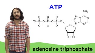 Metabolism and ATP [upl. by Nrubloc]