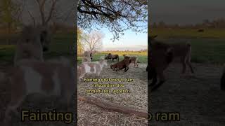 Fainting goat tries to ram its own livestock guardian dog startles itself gets instant karma [upl. by Ardnazil]