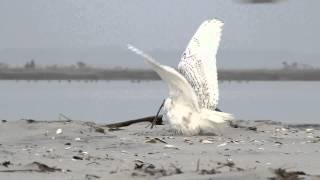 Snowy Owl vs Peregrine Falcon [upl. by Anawak278]