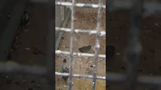 New Bobwhite Quail In Aviary  Thornes Park birds avian nature [upl. by Yleak]