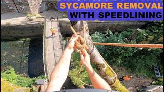 AWKWARD Sycamore Removal Over Phone Wire [upl. by Stearns]