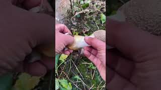 Wild dictyophora indusiata picking process [upl. by Lupe]