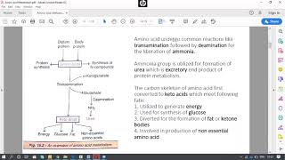 Transamination Deamination Decarboxylation Amino acid metabolism Pharmacy Biochemistry Sem II [upl. by Nivak]