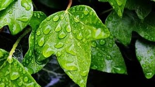 Lluvia Trueno y Pájaros Para la Relajación y el Sueño Profundo ♪ 6 Horas [upl. by Ayital]