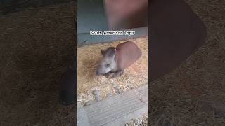 South American Tapir shorts youtubeshorts dublinzoo animalsanimal animallover tapir bushcow [upl. by Ahseuqal]