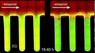 Watch Bacteria Turn Virulent [upl. by Hanus36]