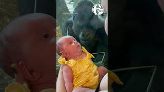 ♥️ Gorilla kisses newborn baby through glass at Ohio zoo [upl. by Hoenack807]