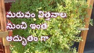 మరువం విత్తనాల నుంచి ఇంత అద్భుతంగా  How to grow sweet marjoram from seeds [upl. by Yolanda]