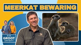 Meerkat bewaring  Gert van Zyl  3 Junie 2024 [upl. by Kared]