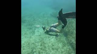 Spearfishing with High Tech New Sling fvpシ shortsvideo fish bigfish fishingvideo viralvideo [upl. by Uos]