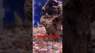 Some Juvenile Firemouth Cichlids  Thorichthys meeki [upl. by Ardnal609]