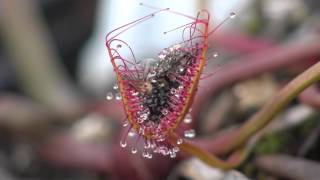 Carnivorous Plant Drosera Binata eats fly 4K  Timelapse [upl. by Grounds]