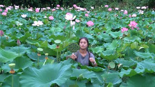 The Lotus Flowers That Have Not Been Managed For 3 Years Are Full of Lotus Seeds [upl. by Borden]