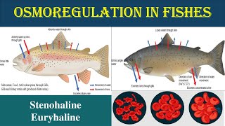 Osmoregulation in Pisces  Euryhaline and Stenohaline  Osmoregulator  Osmoconfermers  Euryhaline [upl. by Ellirehs]