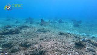 CIMAC Spotted Eagle Ray Passed By Our Work Area [upl. by Enneirb]