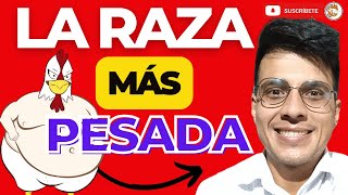 😁LA MEJOR RAZA DE POLLO DE ENGORDE😱¿CUÁL ES LA RAZA DE POLLO QUE ENGORDA MÁS RÁPIDO🤩 [upl. by Gile]