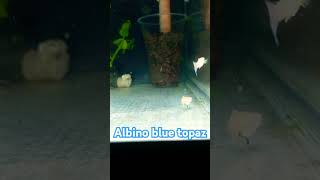 Albino blue topaz ytshortvideo guppyhobby bettahobby bettafish [upl. by Uird]