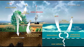 Cycles Water Carbon Nitrogen Oxygen and Phosphorus [upl. by Key]