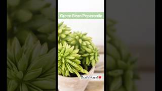 Most Beautiful Peperomia Plants for Home🪴🍃 homedecor beautiful indoorplants peperomia [upl. by Yeca]