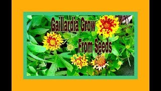 HOW TO GROW GAILLARDIA FROM SEEDS IN HINDI [upl. by Ailbert]