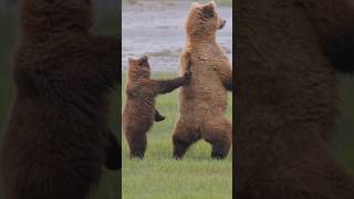 What are they looking at  brushbuck bears wildlife alaska tour travel [upl. by Imoen]