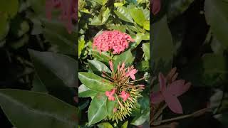 Ixora plant care tips plants gardening garden flowers share shorts trending love like farm [upl. by Sharia]