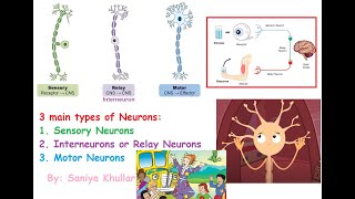 3 Main Types of Neurons Sensory Neurons Interneurons Relay Neurons and Motor Neurons [upl. by Eladnwahs]