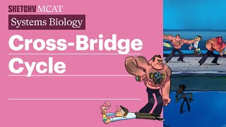 Cross Bridge Cycle Biology  Sketchy MCAT [upl. by Micky]