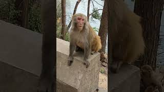 Cute Monkeys Having Amazing Fun 🍡🍡👄 ytshort monkeys [upl. by Esaertal]