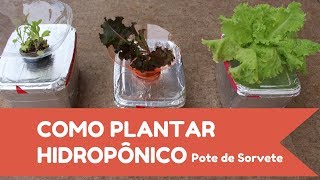 Como plantar HIDROPÔNICO no pote de sorvete [upl. by Cori340]