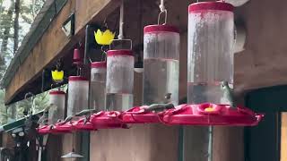 Sound of hummingbirds busy in June [upl. by Nester503]