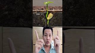 Watch Orange Seeds Grow orange trending shorts viralvideo [upl. by Nodle958]