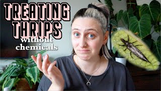 how I battle thrips naturally 🦟 Chemical Free Thrips Treatment [upl. by Nottirb]