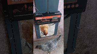 Do You Have An Automatic Chicken Coop Door [upl. by Bruis]