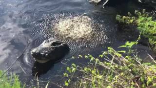 Alligator bellows at Paynes Prairie [upl. by Nylsoj]